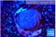 Sarcophython full neon green polyps Australia 2-3 cm WYSIWYG acclimaté
