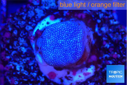 Sarcophython full neon green polyps Australia 2-3 cm WYSIWYG acclimaté