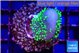 Sarcophython full neon green polyps Australia 3-5 cm WYSIWYG acclimaté