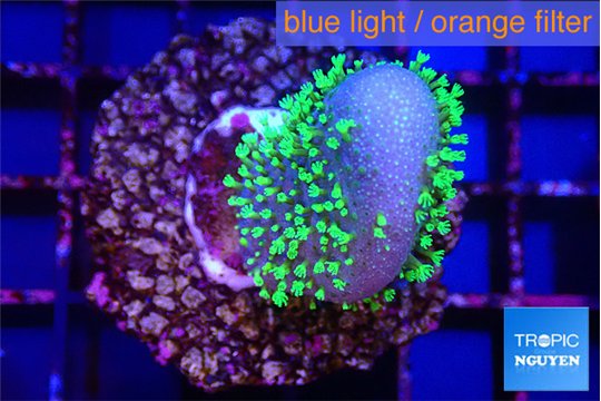Sarcophython full neon green polyps Australia 3-5 cm WYSIWYG acclimaté