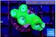 Duncanopsammia green 4 polyps WYSIWYG acclimaté