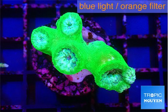 Duncanopsammia green 4 polyps WYSIWYG acclimaté