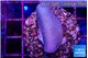 Sarcophython full neon green polyps Australia 3-5 cm WYSIWYG acclimaté