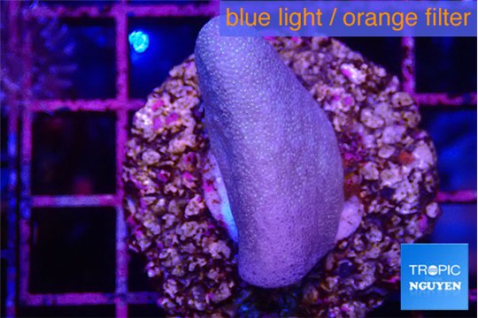 Sarcophython full neon green polyps Australia 3-5 cm WYSIWYG acclimaté