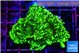 Montipora green 3-4 cm WYSIWYG acclimaté