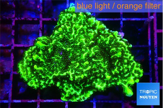 Montipora green 3-4 cm WYSIWYG acclimaté