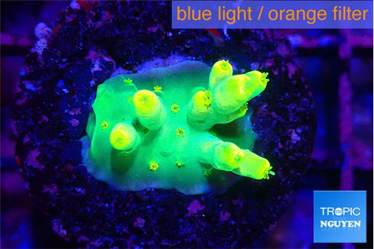 Acropora caroliniana banana 2-3 cm WYSIWYG acclimaté