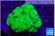 Pocillopora verrucosa toxic green 3-4 cm WYSIWYG acclimaté