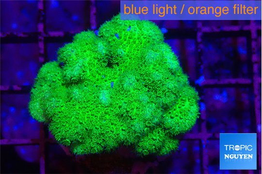 Pocillopora verrucosa toxic green 3-4 cm WYSIWYG acclimaté
