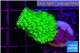 Acropora neon green 2-3 cm WYSIWYG acclimaté