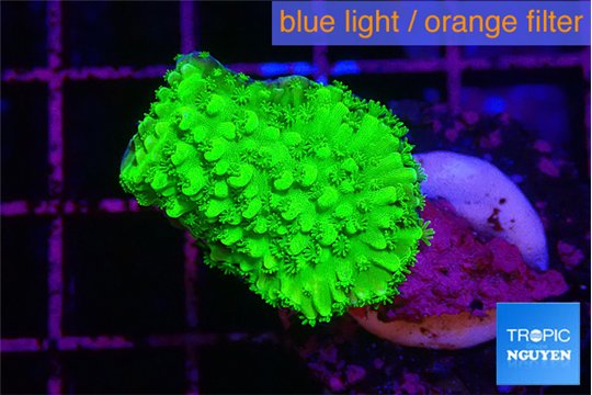 Acropora neon green 2-3 cm WYSIWYG acclimaté