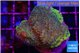 Montipora purple cap & blue polyps 2-3 cm WYSIWYG acclimaté