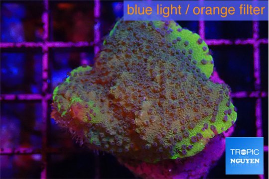 Montipora purple cap & blue polyps 2-3 cm WYSIWYG acclimaté