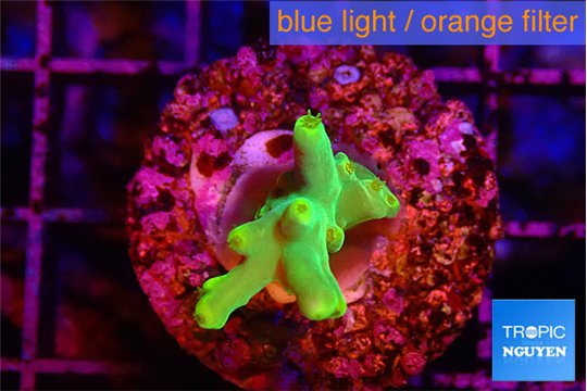 Acropora caroliniana banana 1-2 cm WYSIWYG acclimaté