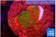 Montipora graphted 2 cm WYSIWYG acclimaté