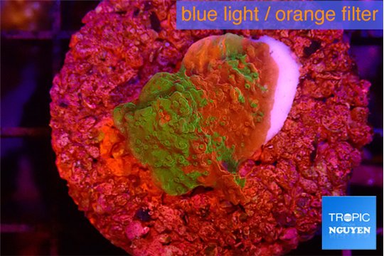 Montipora graphted 2 cm WYSIWYG acclimaté