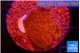 Montipora graphted 2 cm WYSIWYG acclimaté