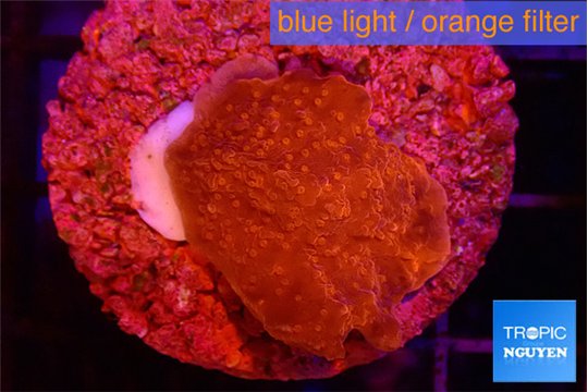 Montipora graphted 2 cm WYSIWYG acclimaté