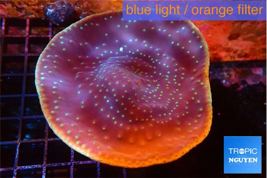 Turbinaria reniformis yellow polyps 6-9 cm WYSIWYG acclimaté