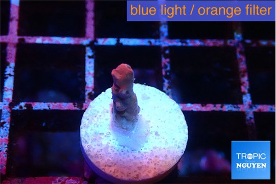 Acropora full pink Fijii 1 cm WYSIWYG acclimaté