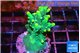 Acropora caroliniana banana 3-4 cm WYSIWYG acclimaté