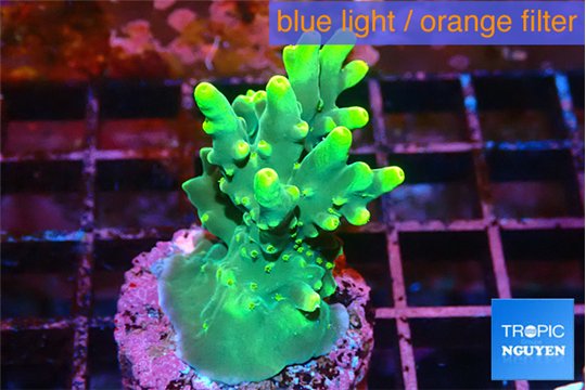 Acropora caroliniana banana 3-4 cm WYSIWYG acclimaté