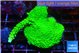 Acropora neon green 5-6 cm WYSIWYG acclimaté