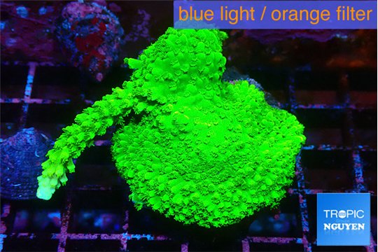 Acropora neon green 5-6 cm WYSIWYG acclimaté