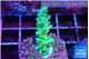 Acropora green ice 2-3 cm WYSIWYG acclimaté
