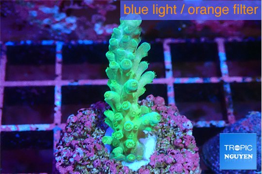 Acropora green ice 2-3 cm WYSIWYG acclimaté