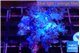 Cespitularia blue 4-7 cm WYSIWYG acclimaté