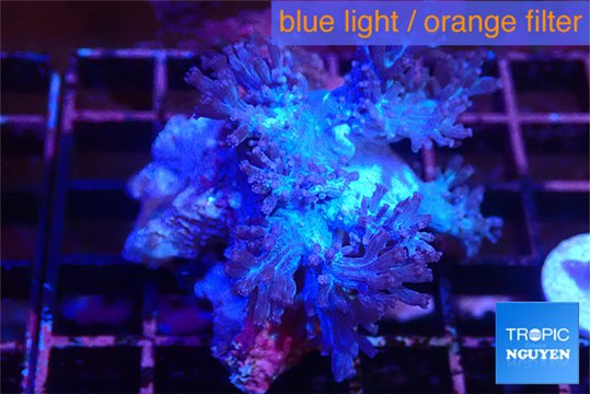 Cespitularia blue 4-7 cm WYSIWYG acclimaté