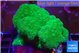 Pocillopora verrucosa toxic green 7-10 cm WYSIWYG acclimaté