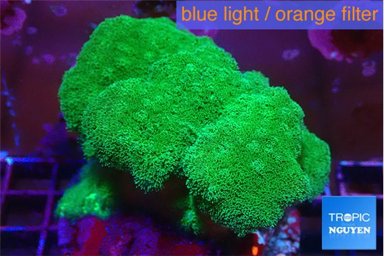Pocillopora verrucosa toxic green 7-10 cm WYSIWYG acclimaté
