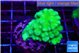 Pocillopora verrucosa toxic green 3-5 cm WYSIWYG acclimaté