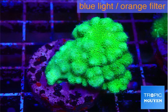 Pocillopora verrucosa toxic green 3-5 cm WYSIWYG acclimaté