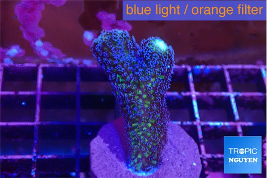 Stylophora milka 3-4 cm WYSIWYG acclimaté