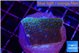 Montipora purple & blue polyps 2-3 cm WYSIWYG acclimaté