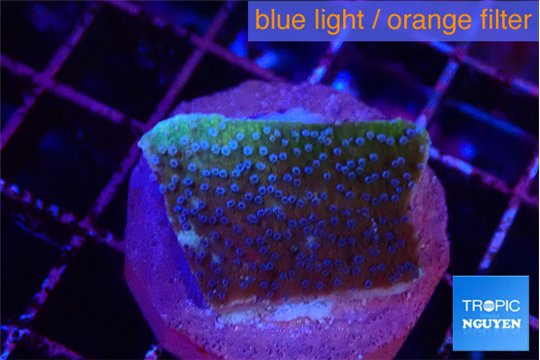 Montipora purple & blue polyps 2-3 cm WYSIWYG acclimaté