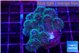Pocillopora damicornis pink tip 3-5 cm WYSIWYG acclimaté