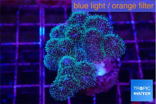 Pocillopora damicornis pink tip 3-5 cm WYSIWYG acclimaté
