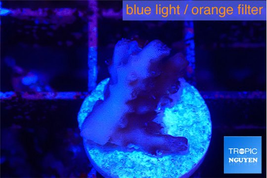 Acropora strawberry short cake 1-2 cm WYSIWYG acclimaté