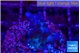 Acropora purple Fijii 2 cm WYSIWYG acclimaté