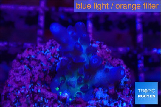Acropora purple Fijii 2 cm WYSIWYG acclimaté
