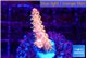 Acropora sunset neon toxic green polyps premium 2-3 cm WYSIWYG acclimaté