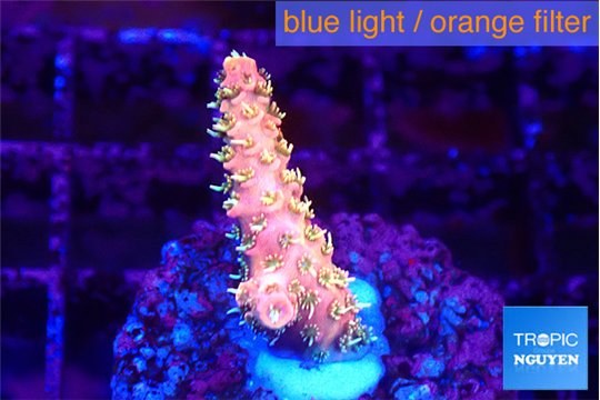 Acropora sunset neon toxic green polyps premium 2-3 cm WYSIWYG acclimaté