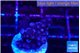 Acropora purple 1-2 cm WYSIWYG acclimaté