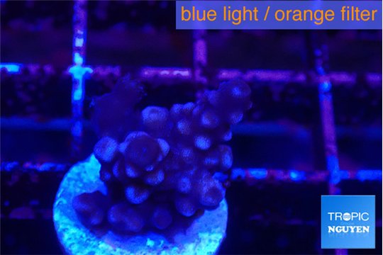 Acropora purple 1-2 cm WYSIWYG acclimaté