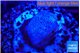 Sarcophython full neon green polyps Australia 2-3 cm WYSIWYG acclimaté