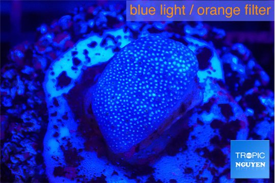 Sarcophython full neon green polyps Australia 2-3 cm WYSIWYG acclimaté